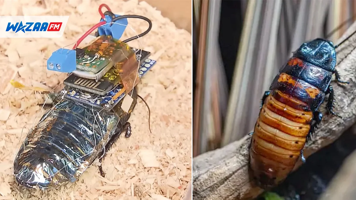 Au Japon: des cafards cyborg pour effectuer des tâches spéciales