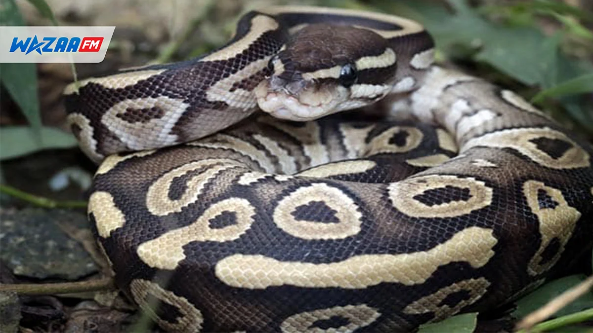 Indonesia : a human body discovered in python belly
