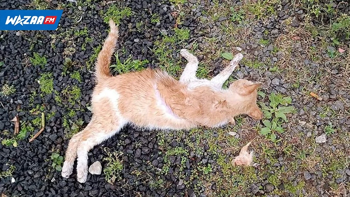 Maltraitance animale : une chatte et ses bébés tués