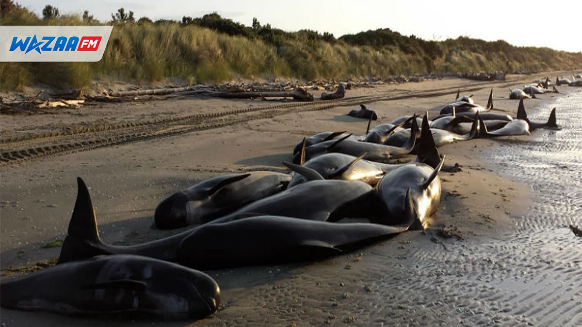 Nouvelle-Zélande : 477 baleines échouées meurent sur des plages éloignées