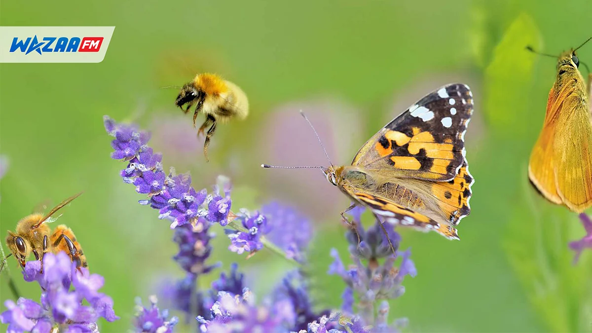 Changement climatique : 65 % des insectes de la planète risquent de disparaître à jamais !