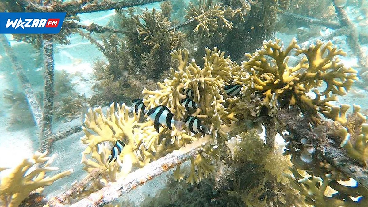 Culture de coraux: un projet de l’ONG Eco-Mode Society