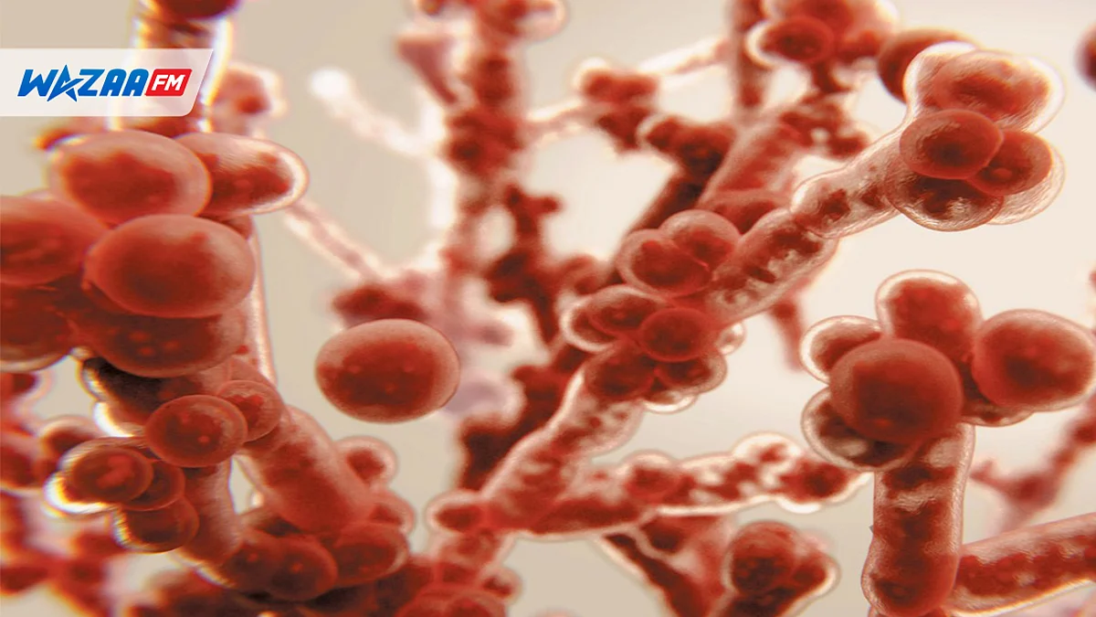 Santé : l'OMS identifie des pathogènes fongiques potentiellement mortels