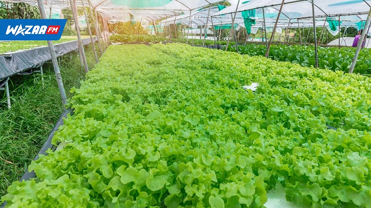 Agriculture : des subventions allouées pour la construction de serres