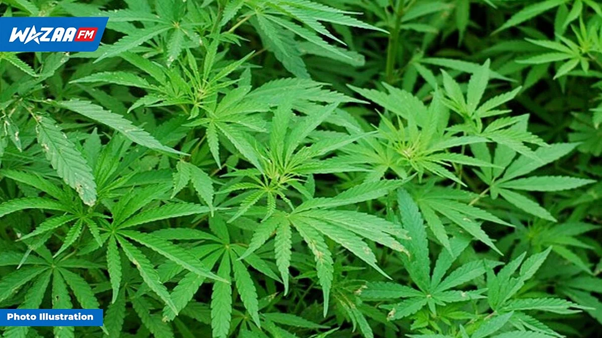 ADSU : des plants de cannabis mesurant deux mètres déracinés