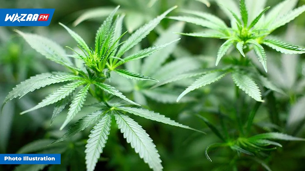 Mare-aux-Vacoas : 8275 plants de cannabis déracinés