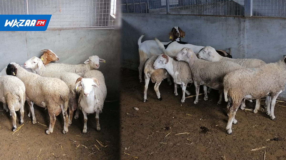 Mare-D’Albert : la viande de bouc comme menu principal selon la tradition