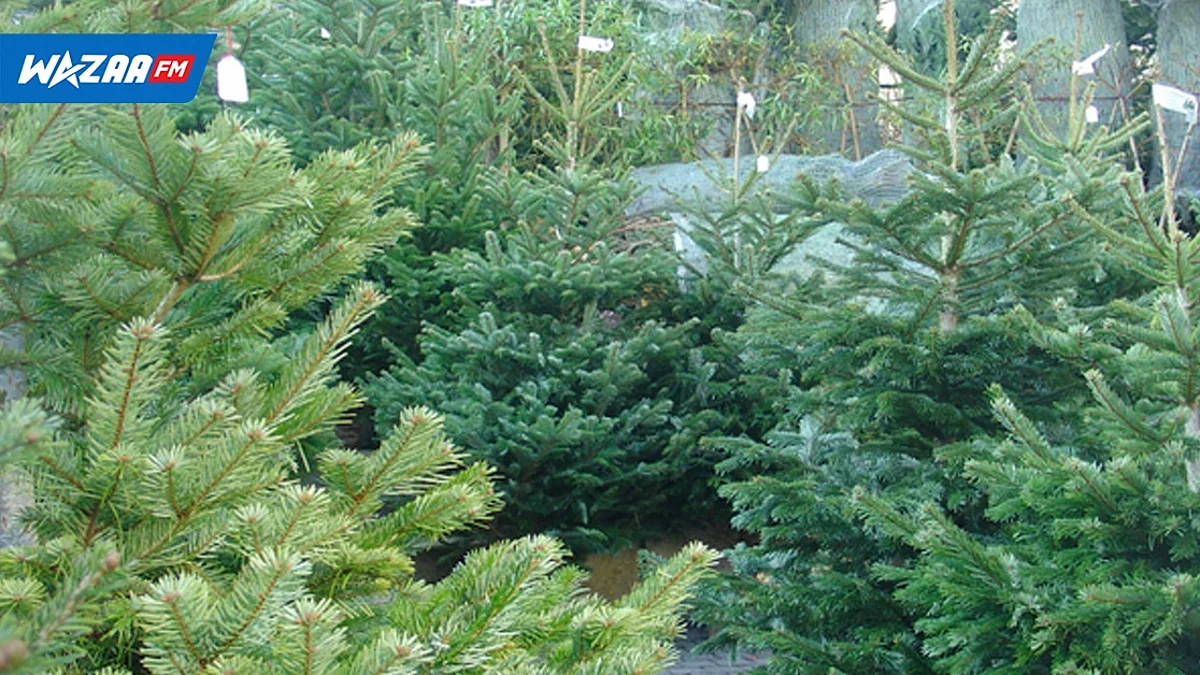 Noël 2022 : les sapins des services Bois et Forêts mis en vente à Rs 200