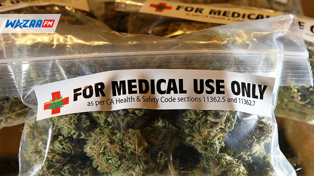 Cannabis médical : Le Medical Cannabis Therapeutic Committee sera mis en place pour les procédures