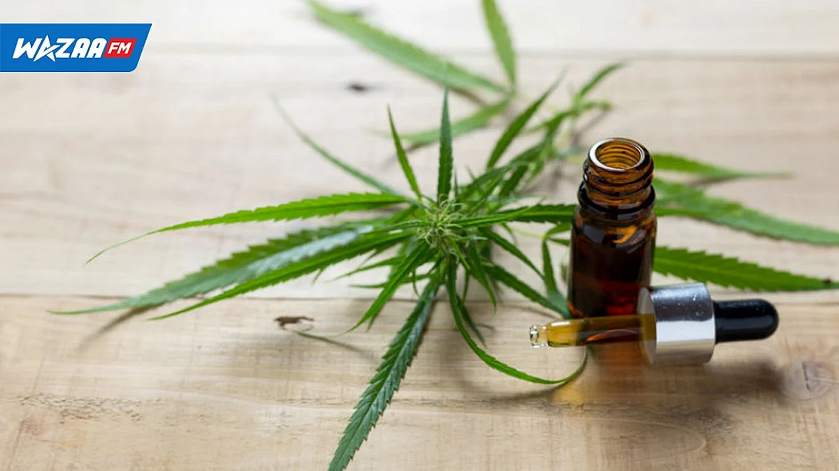 Santé : le cannabis médical prescrit aux patients souffrant du cancer