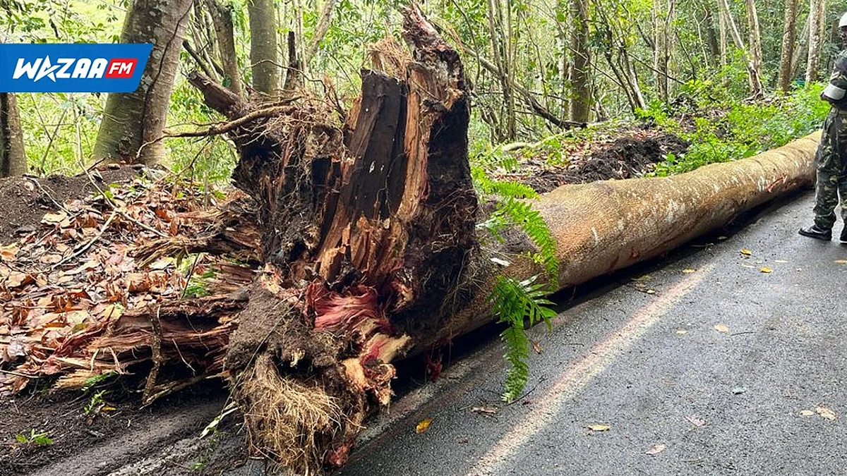 Mauvais temps : la route Choisy-Chamarel de nouveau praticable