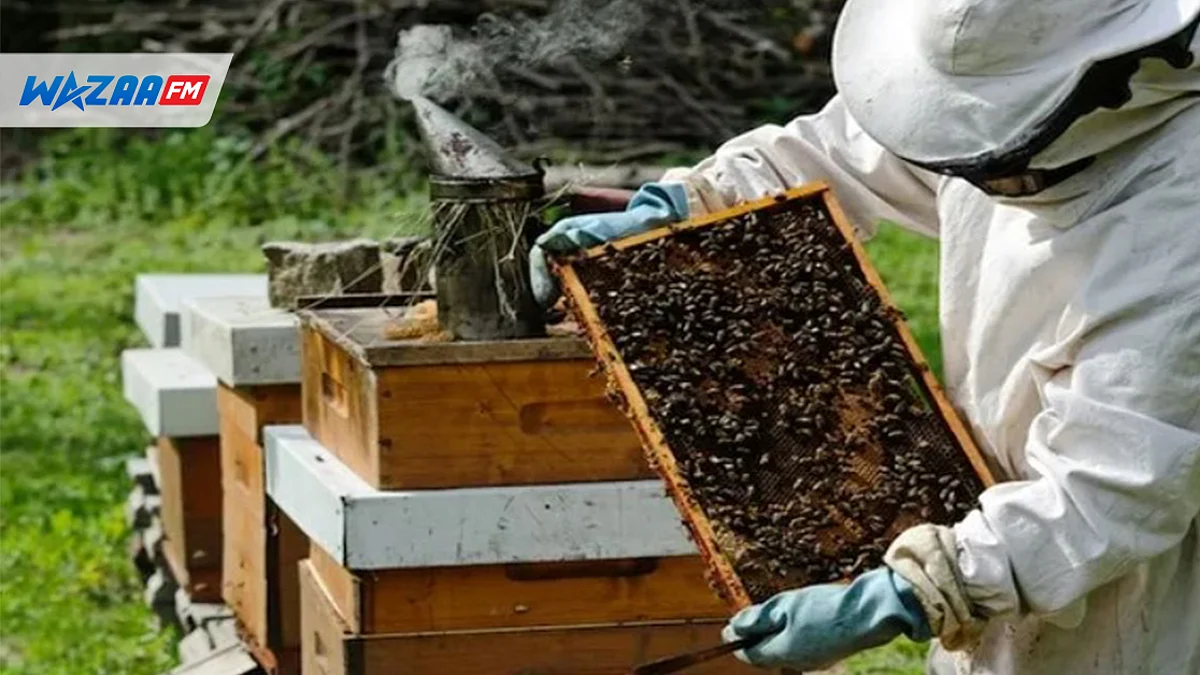 Apiculture : vers la production de 33 tonnes de miel en 2023