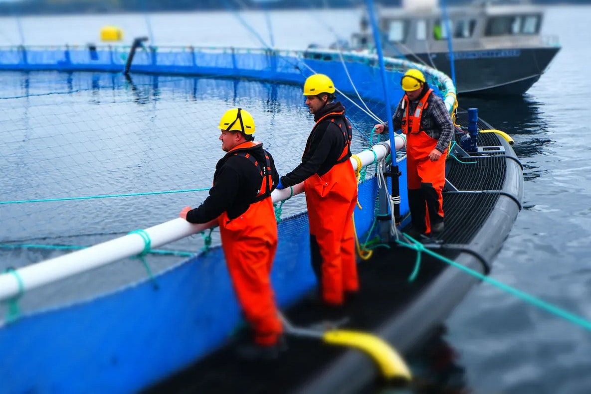 Grieg Seafood Newfoundland salmon ready for North American market