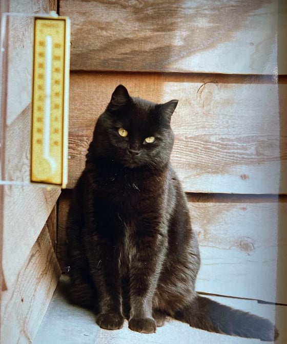 MAKICHUK A cat named Hunter, and the high cost of vet care in Canada