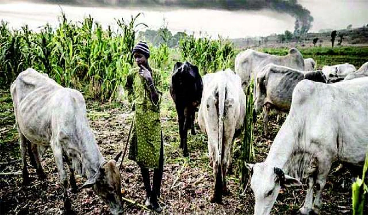 Suspected herdsmen machete Rivers woman’s hand for resisting grazing on plantation