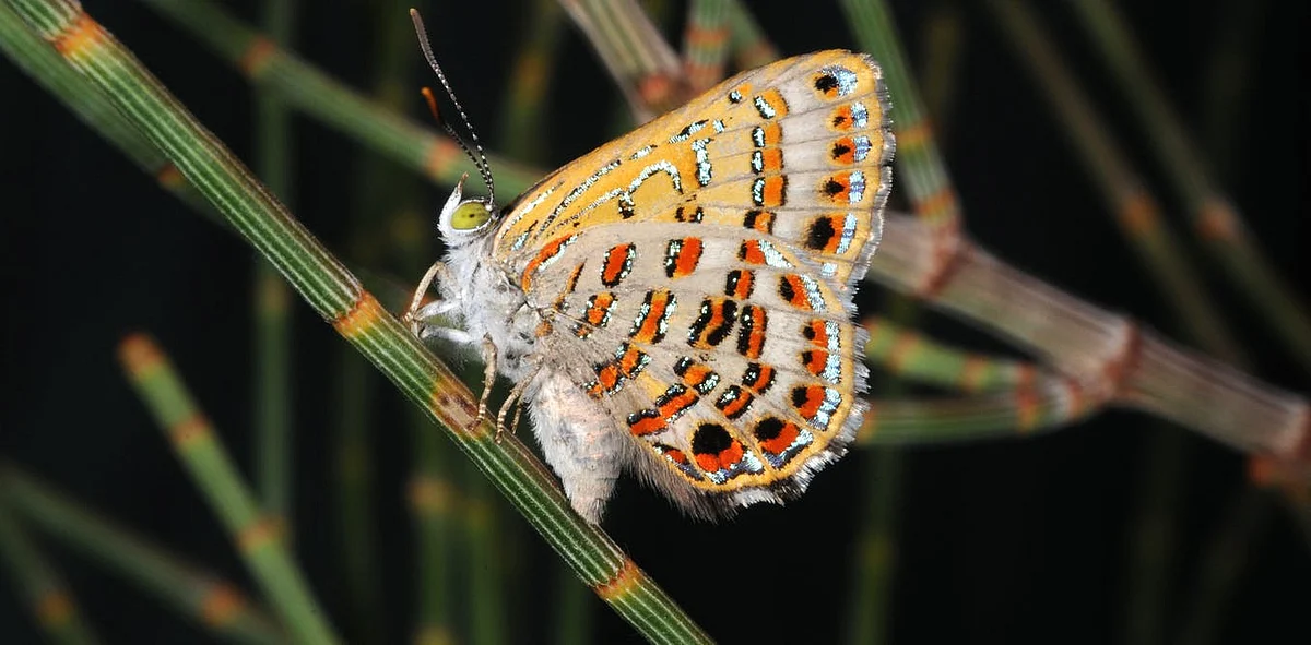 26 butterfly species at great risk of extinction – Study