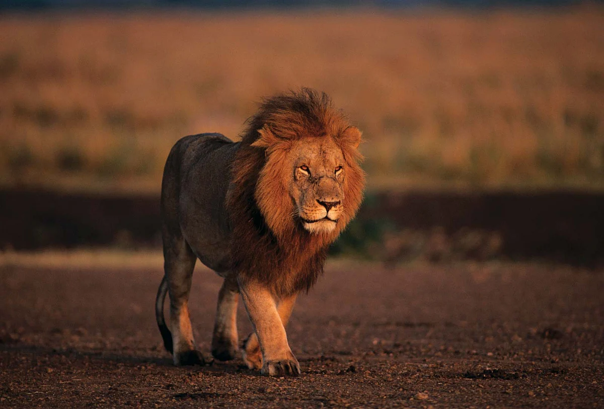 South Africa to ban private breeding of lions
