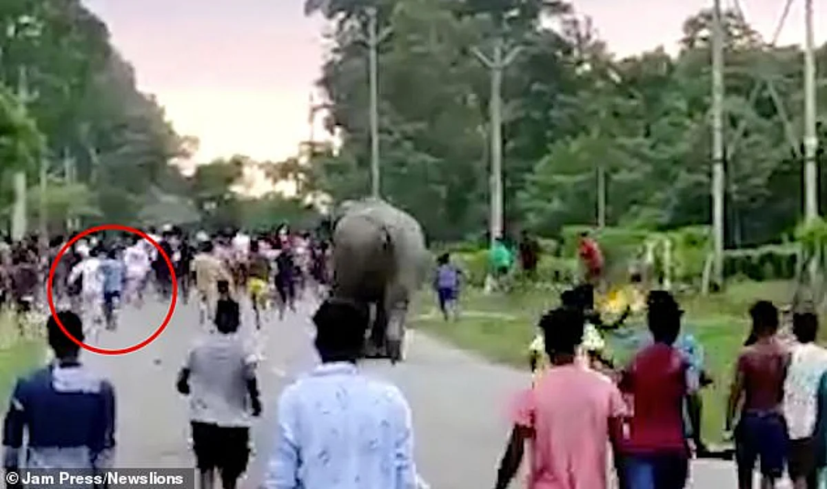Elephant crushes boy to death in India