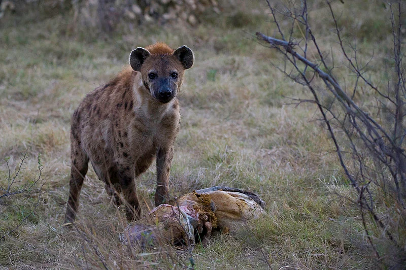 Hyena