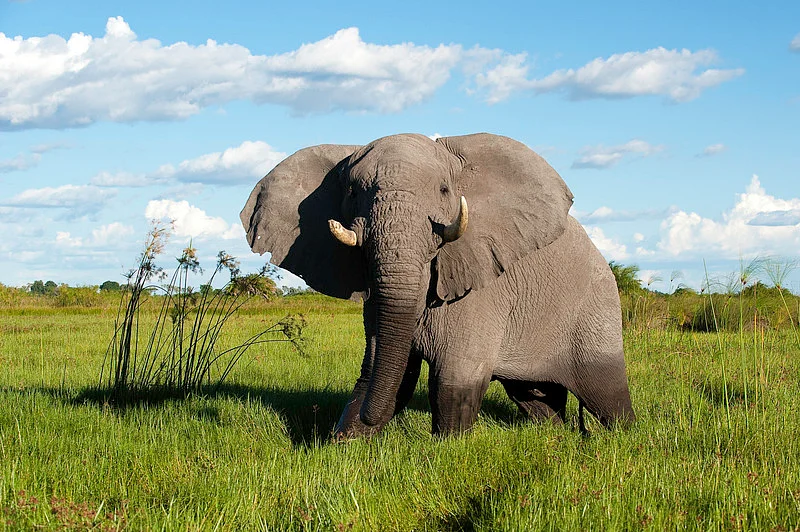 Elephant bull