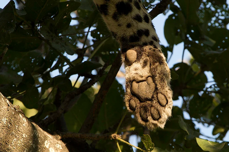 Paw close up