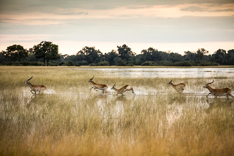 Lechwe