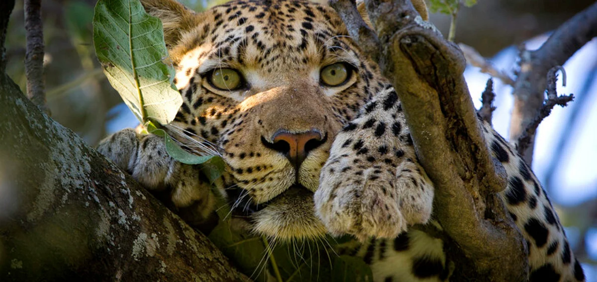 Vumbura Plains Wildlife