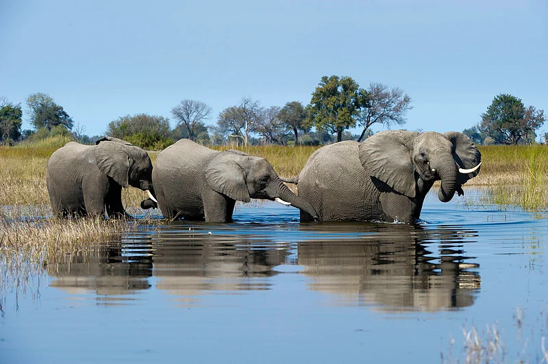 ElephantDana Allen via Wilderness Safaris