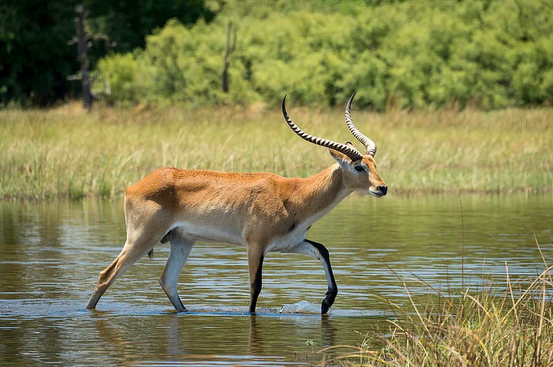 Red lechwe found in wetlands