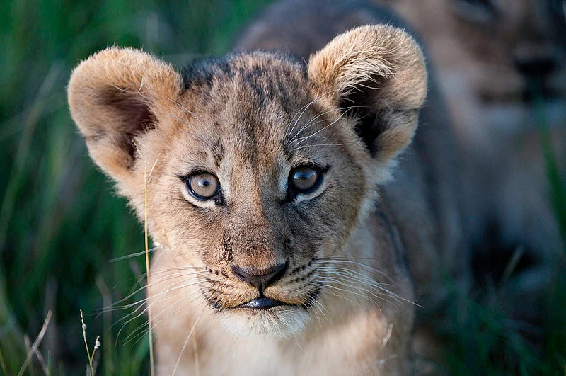 Lion cub