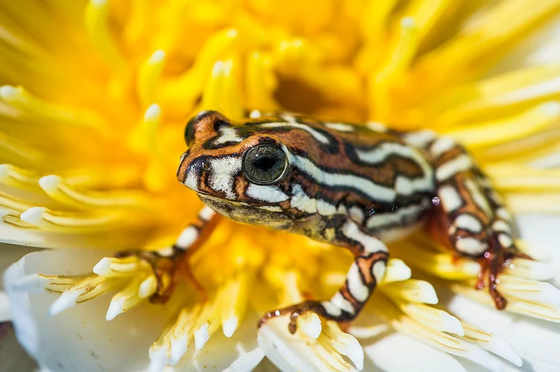 Reed frog stunner