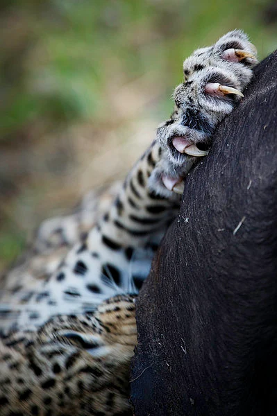 The claws of a predator