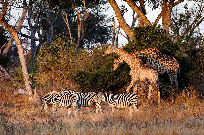 Giraffe and zebra