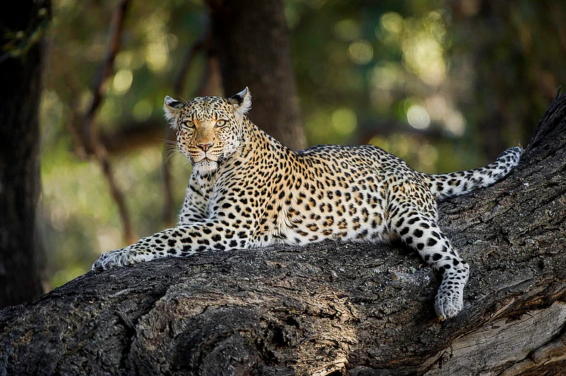 Leopard