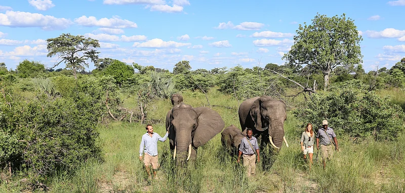Walking with the Abu herd