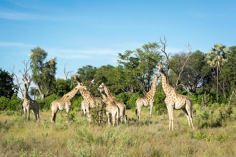 Giraffe herd