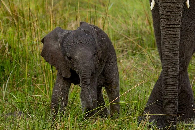 Baby Naledi