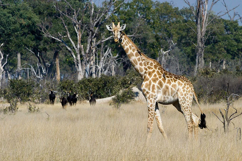 Giraffe
