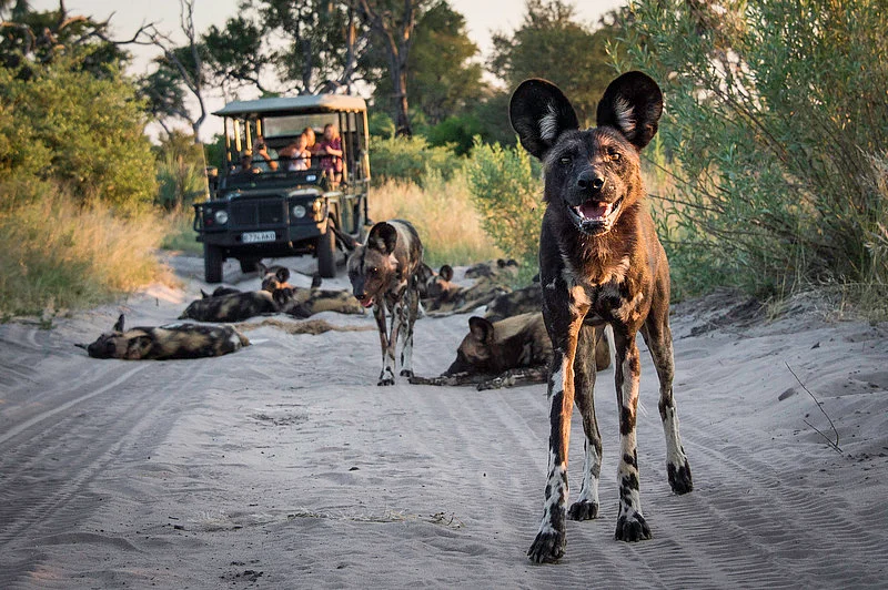 Wild dog sighting on game drive