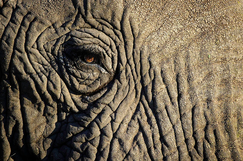 Elephant eye