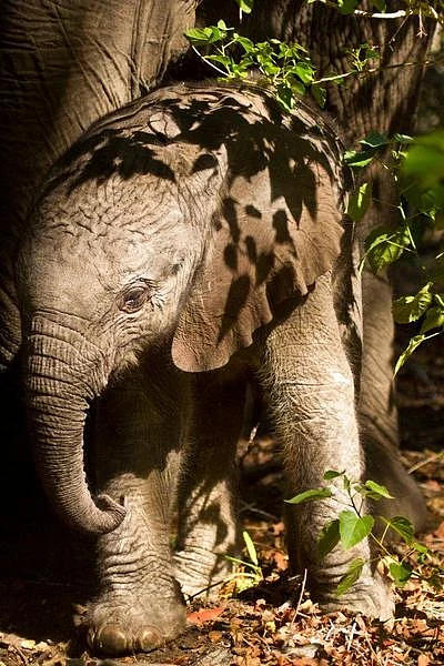 Baby Naledi