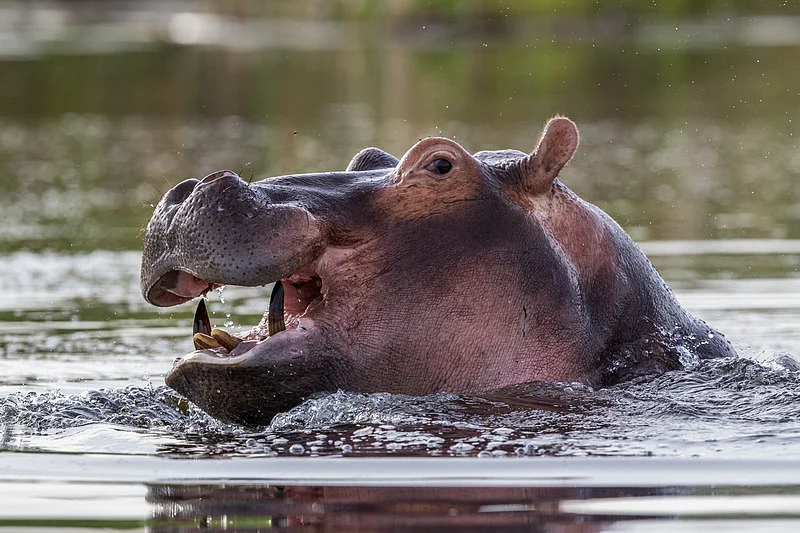 Hippo