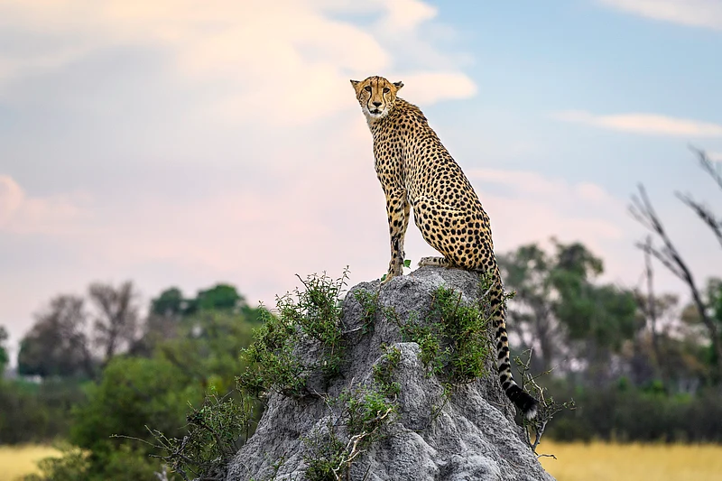 Regal cheetah