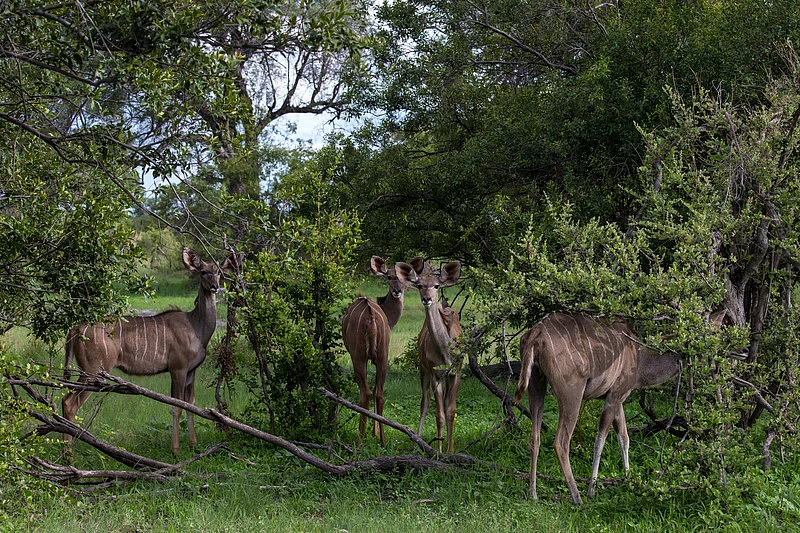 Kudu
