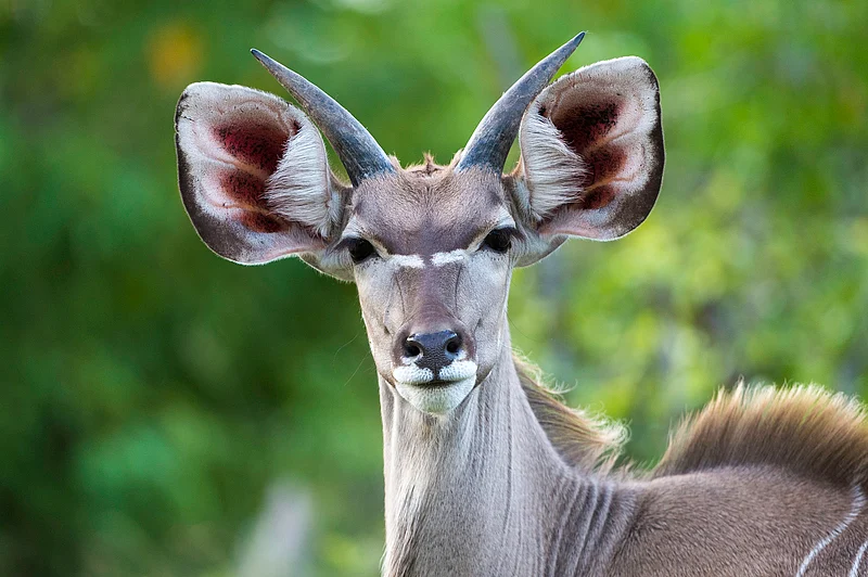 Young male kudu antelope