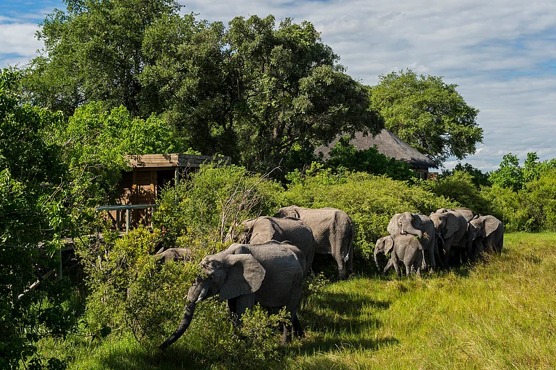 Vumbura Plains visitors