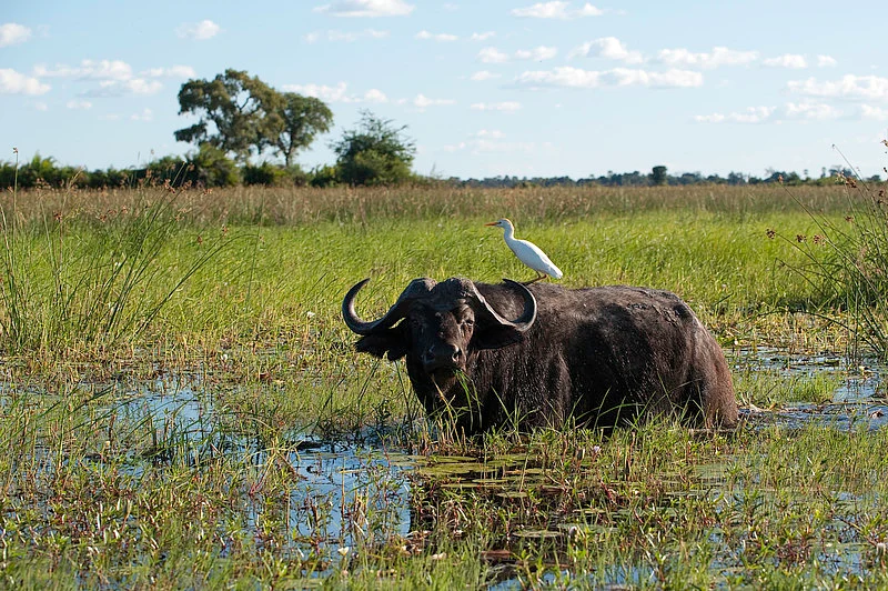 Buffalo in the water