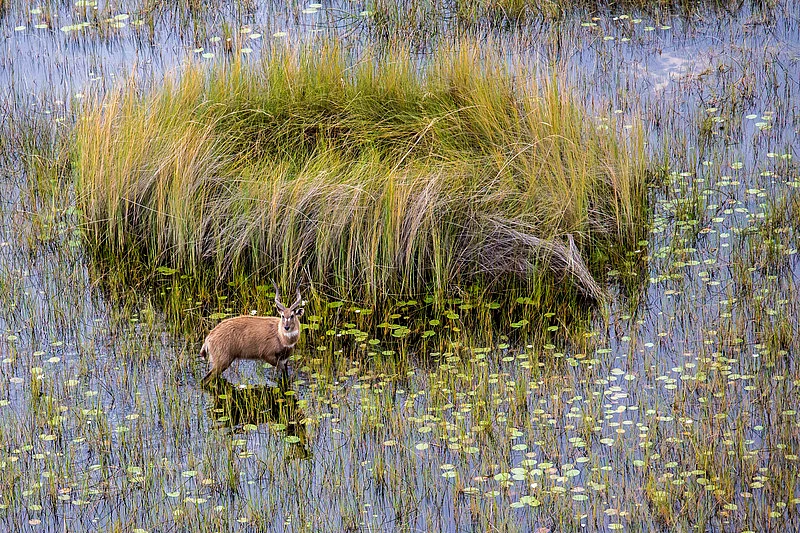 Sitatunga