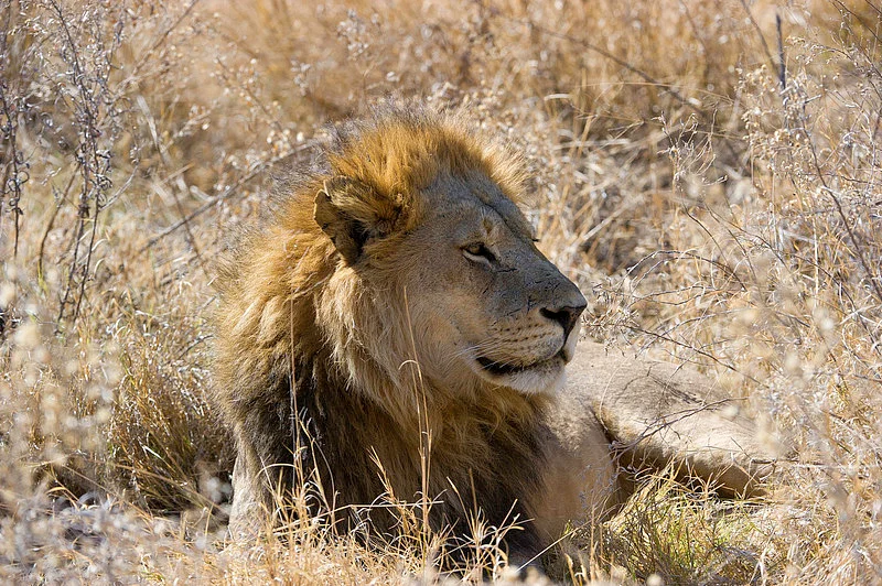 Male lion