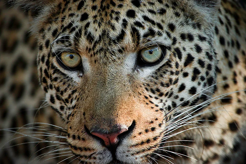 The face of a hunter